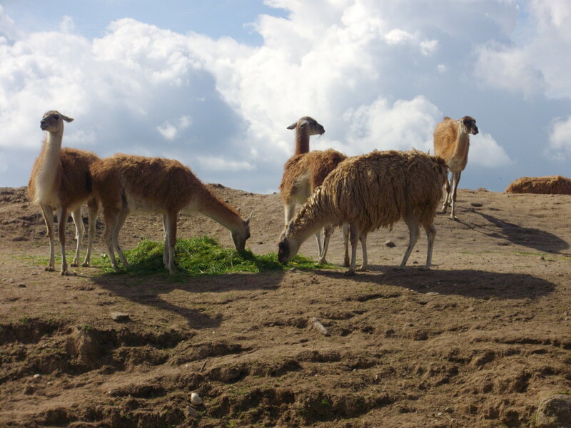 Llamas grazing on a hill