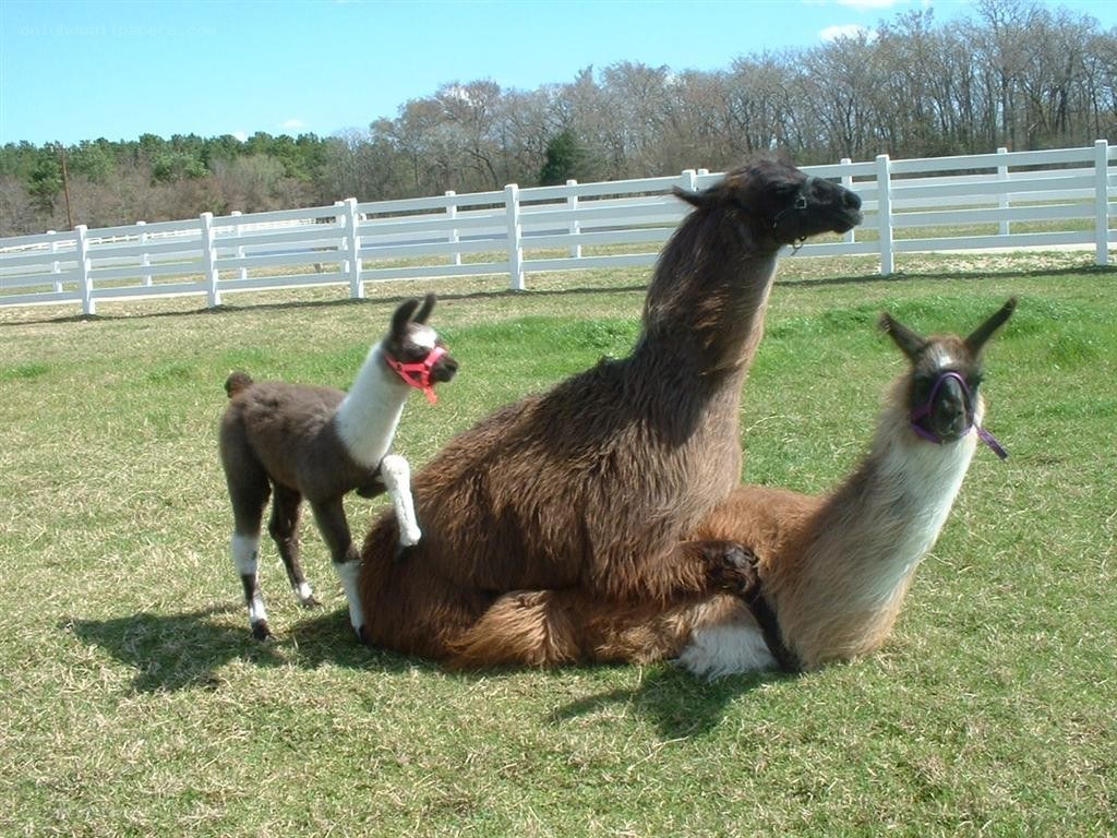 Llamas in a grassy field