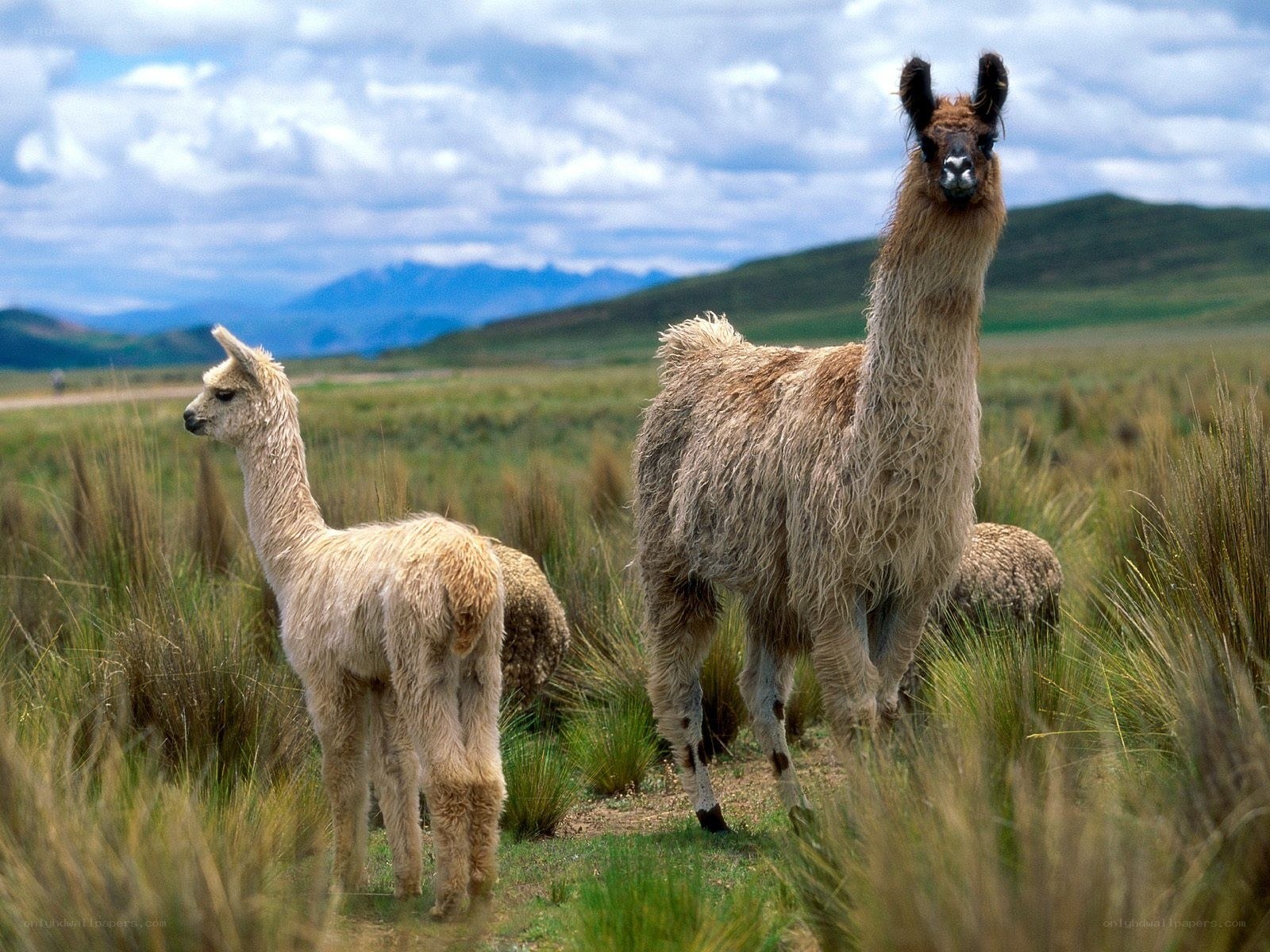 Llamas in a grassy field