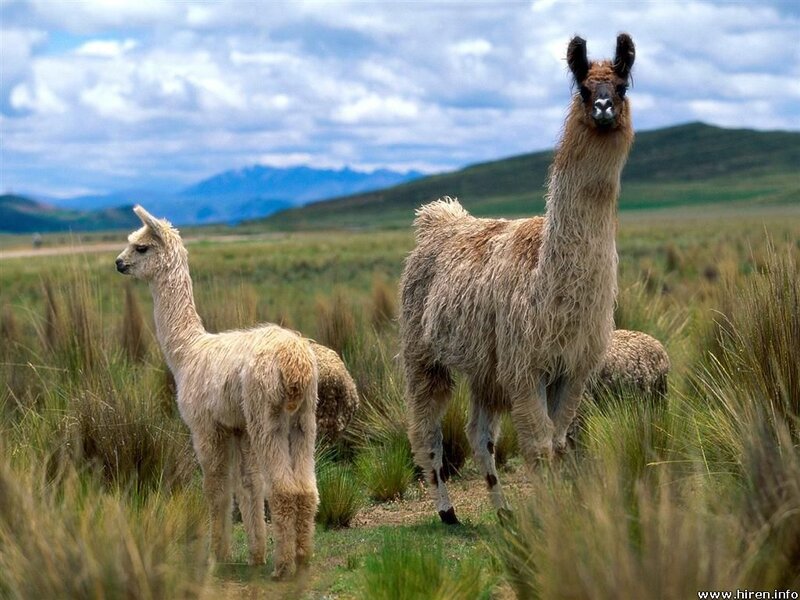 Llamas in a grassy field