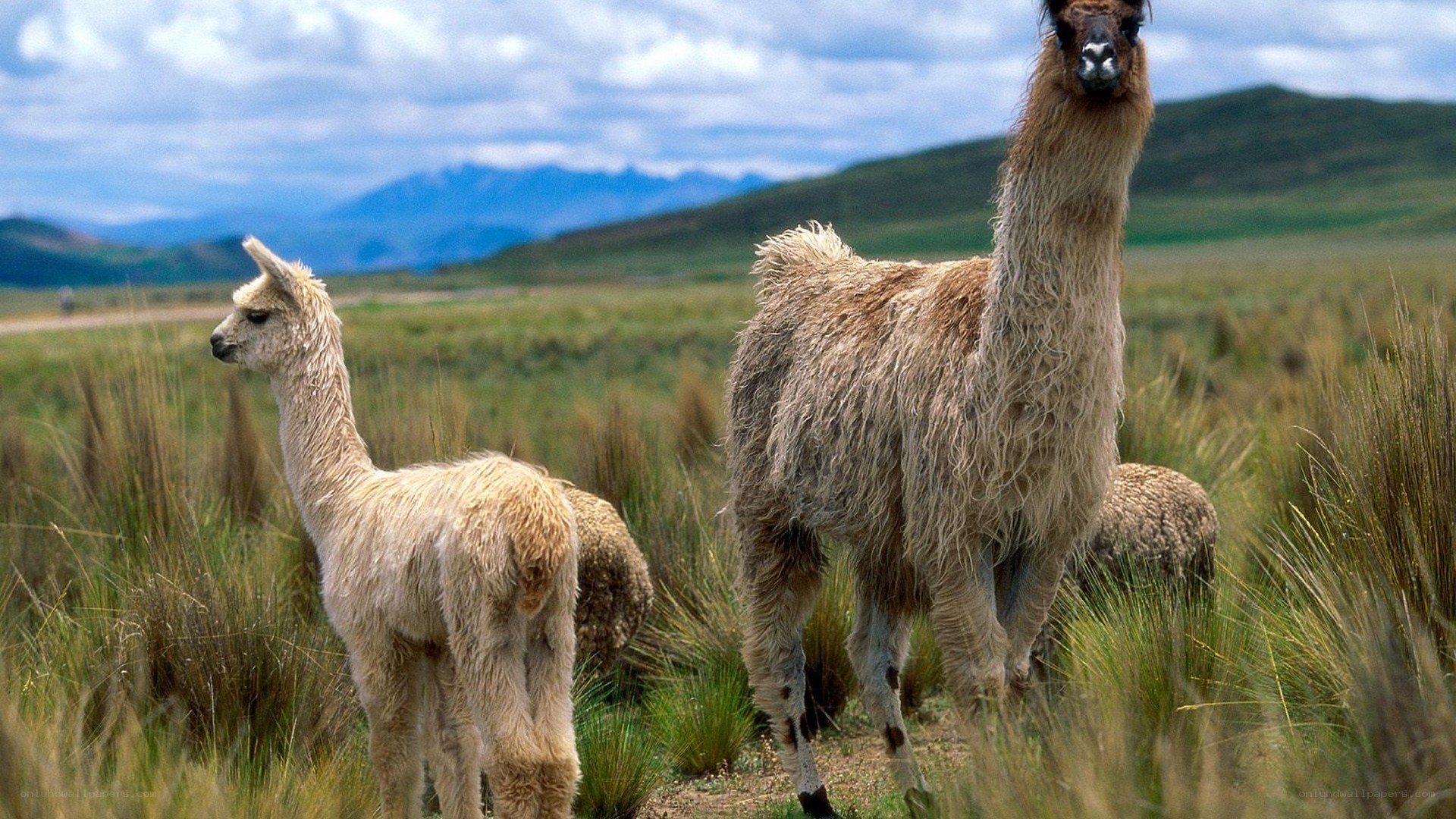 Llamas in a grassy field