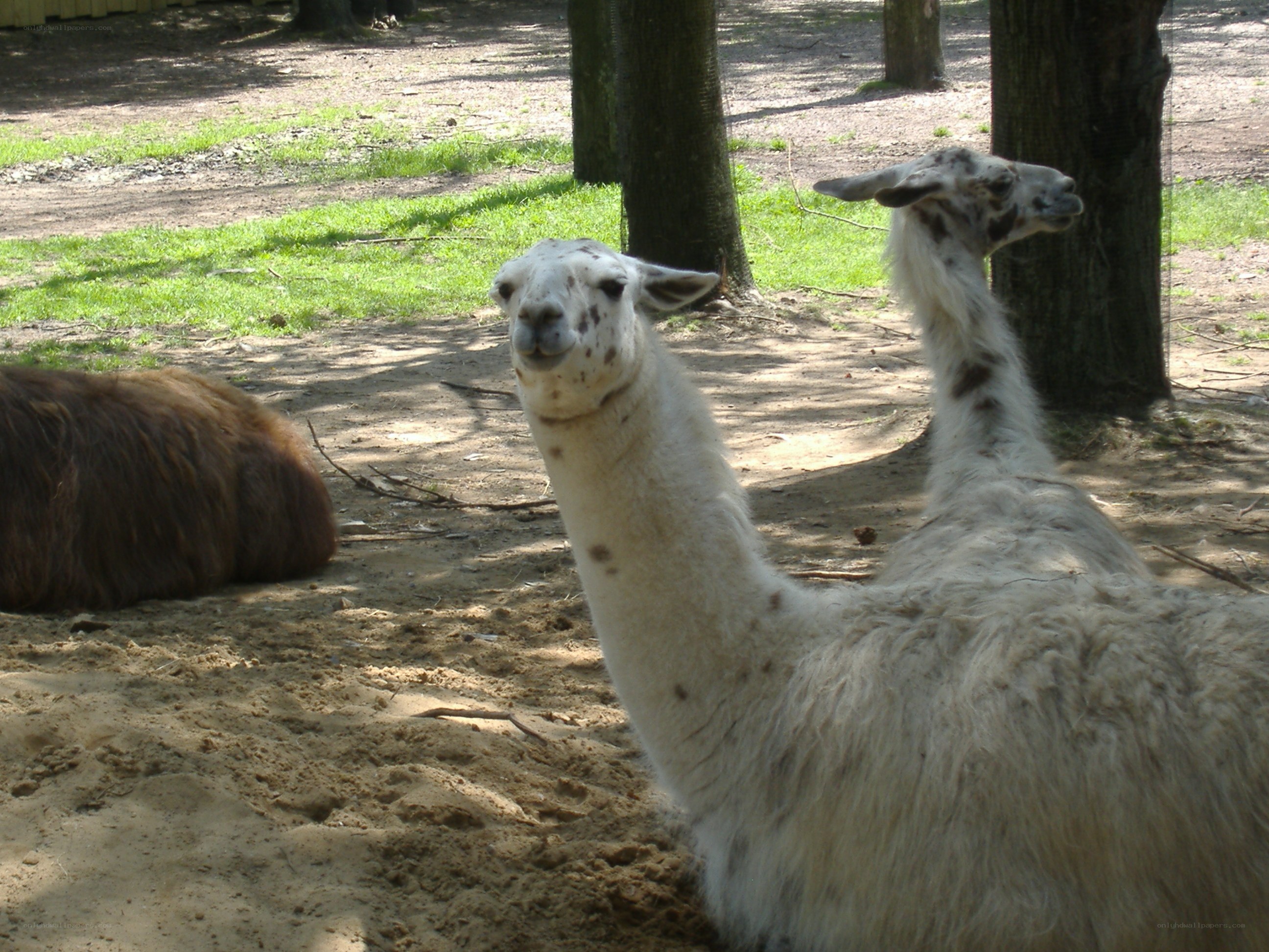 Llamas in a sunny enclosure