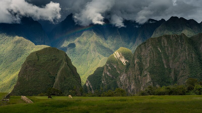 Llamas in a Valley