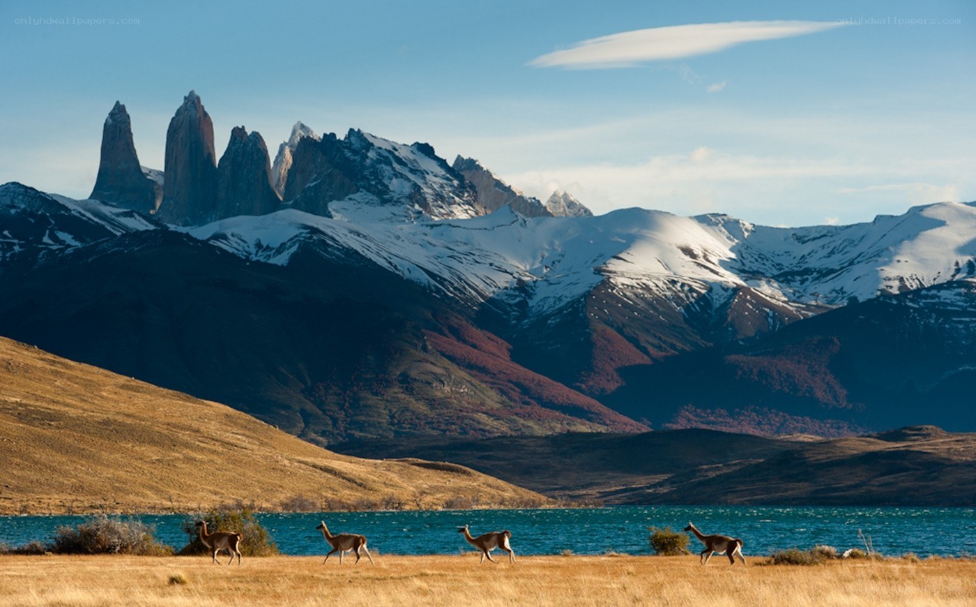 Llamas in Patagonia