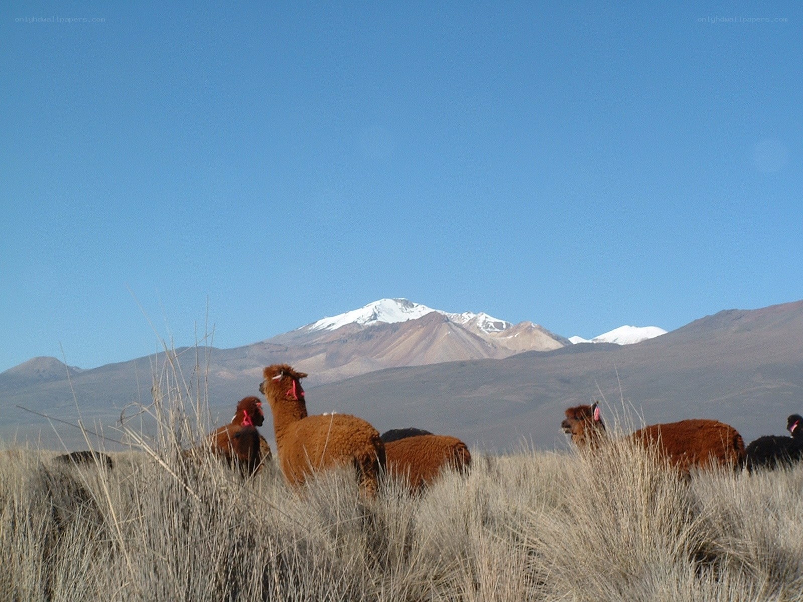 Llamas in the Andes