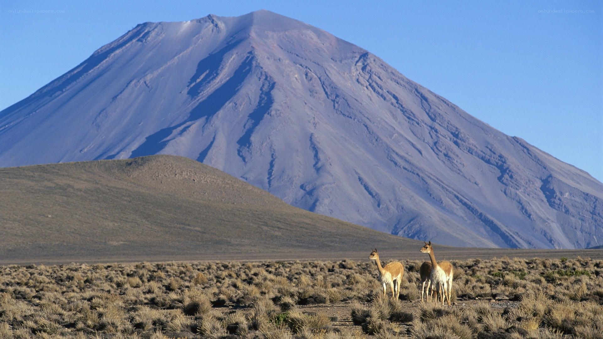 Llamas in the Andes
