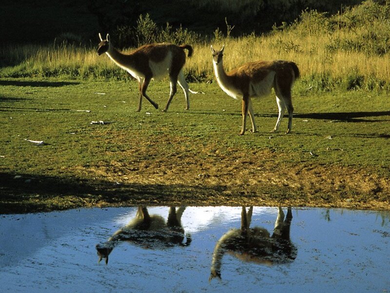 Llamas near a pond
