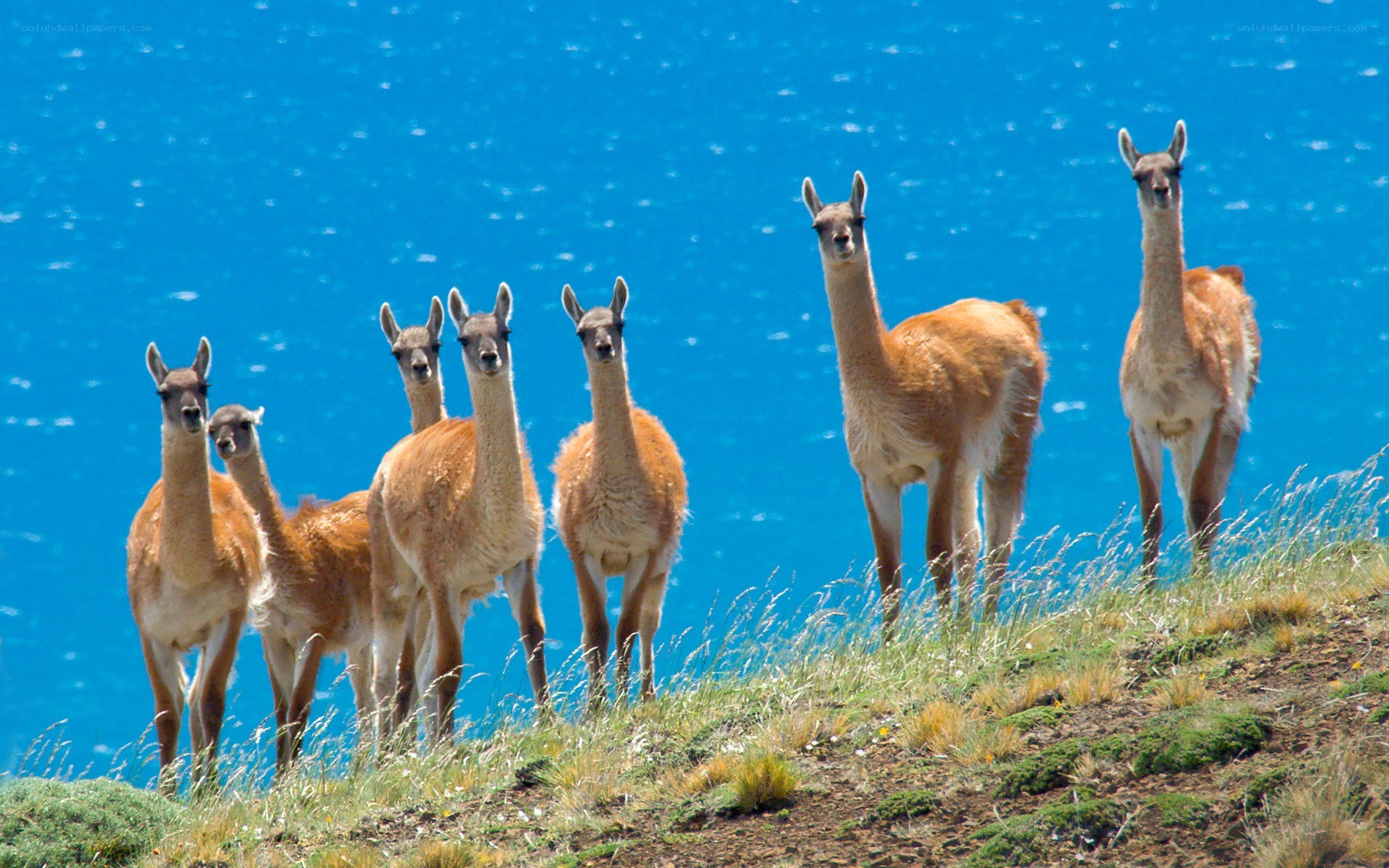 Llamas on a grassy hill