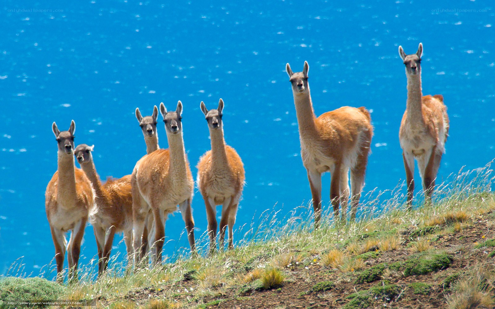 Llamas on a grassy hill