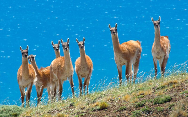 Llamas on a Hillside — Blue, Serene