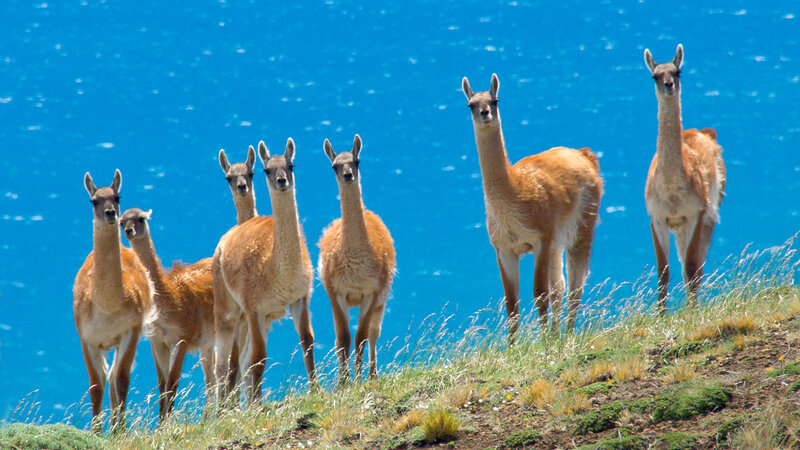 Llamas on a Hillside