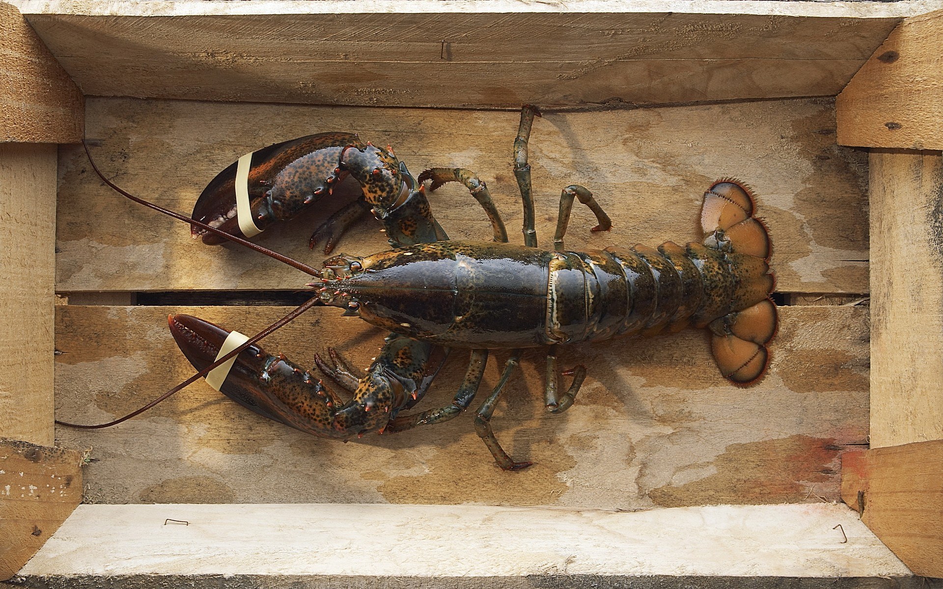 Lobster in a wooden crate