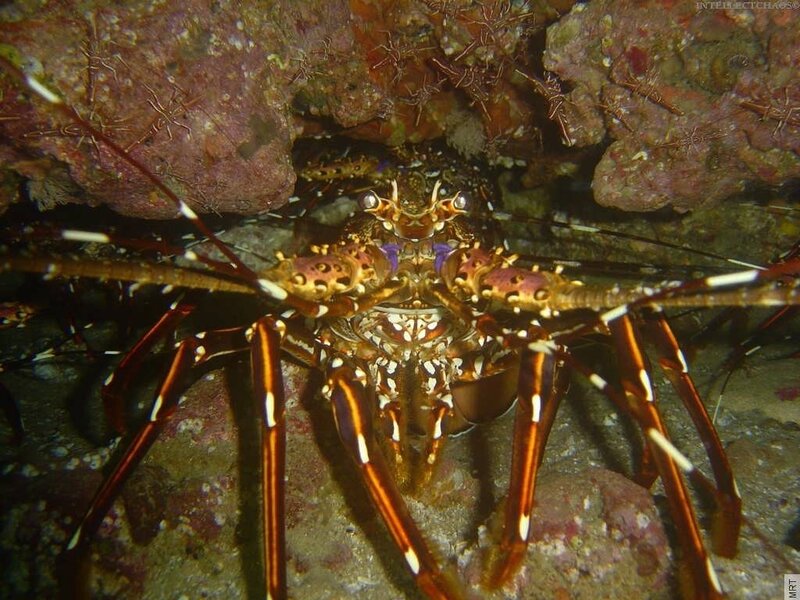 Lobster in coral reef