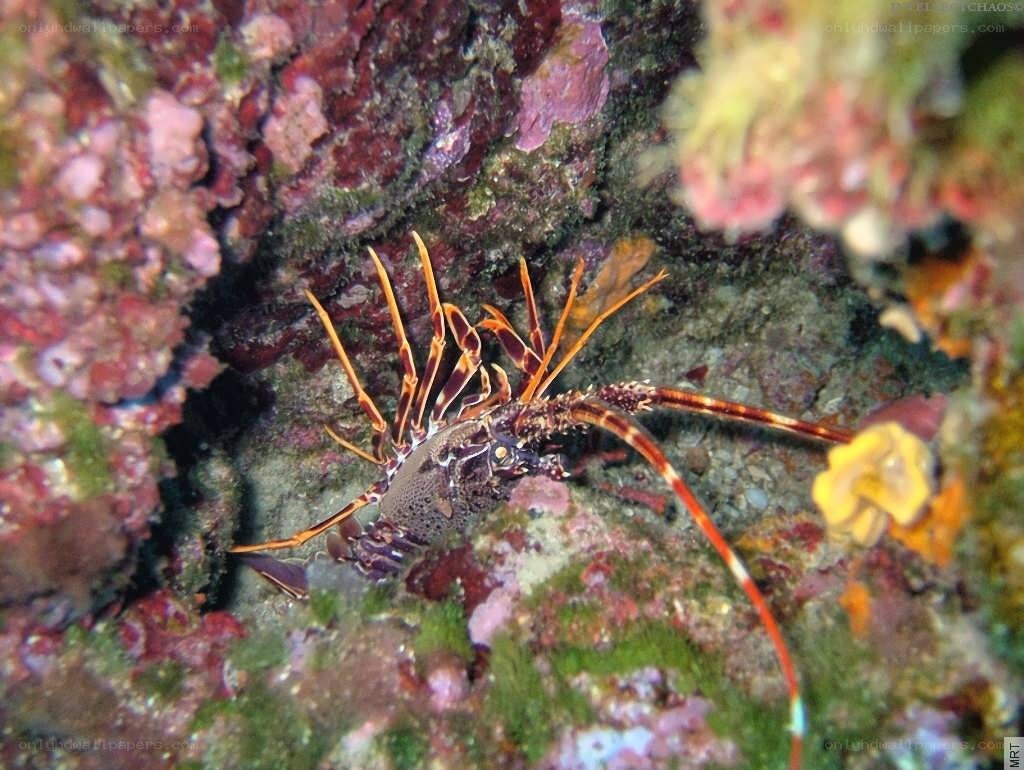 Lobster on a coral reef