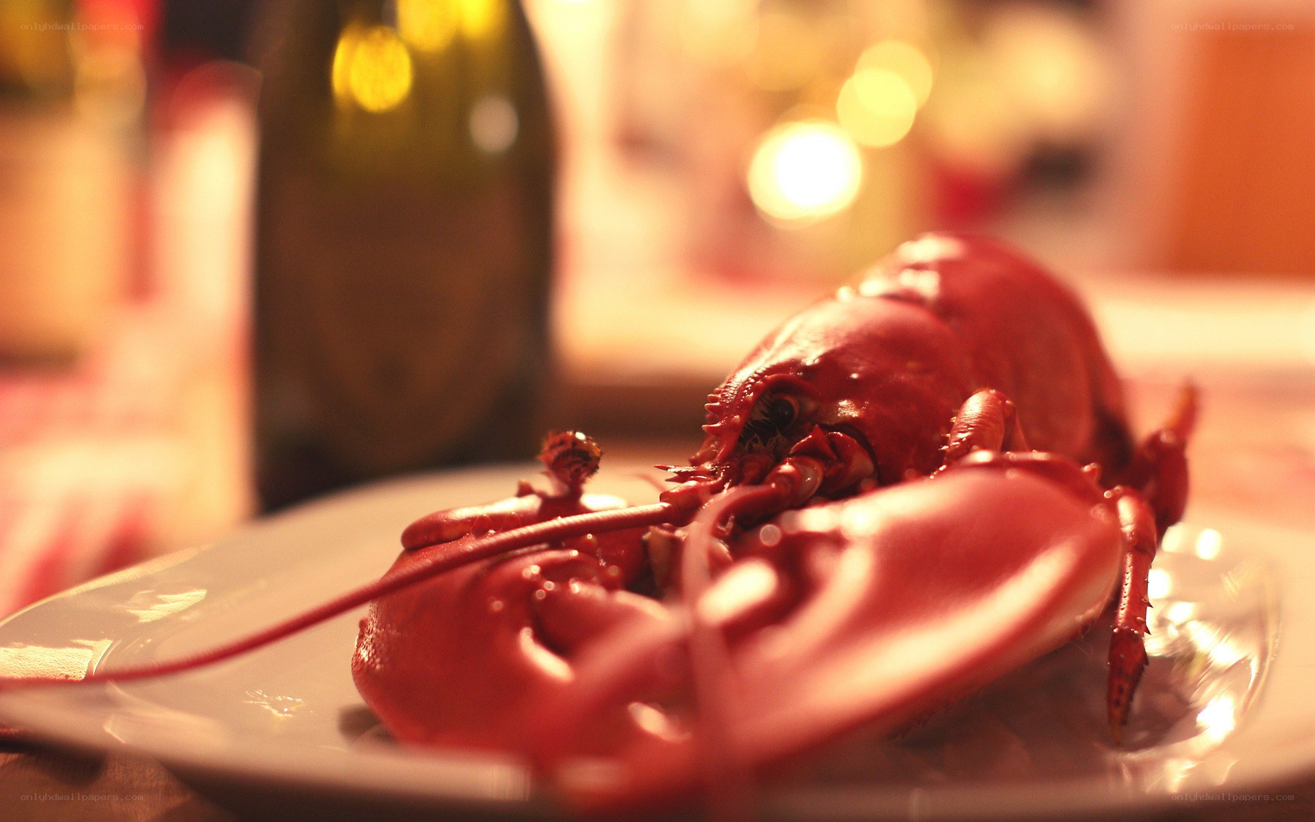 Lobster on a plate with wine