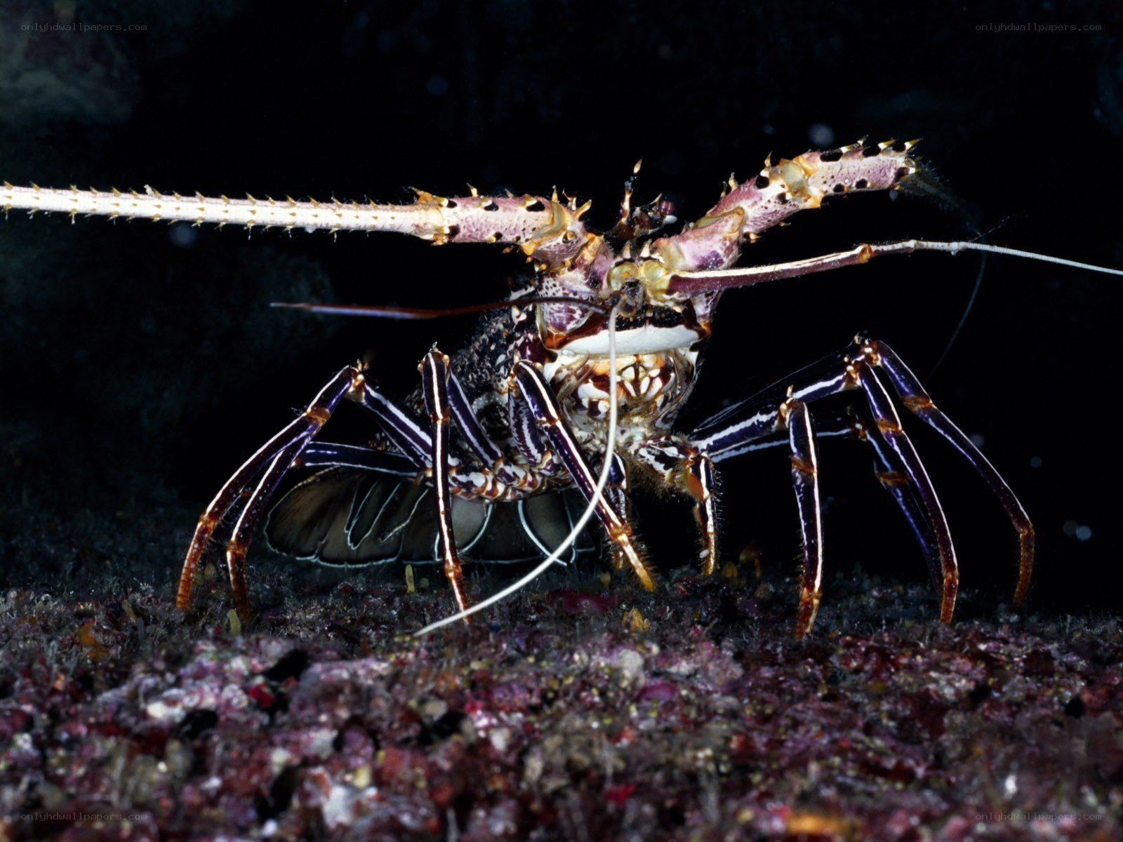Lobster on the ocean floor