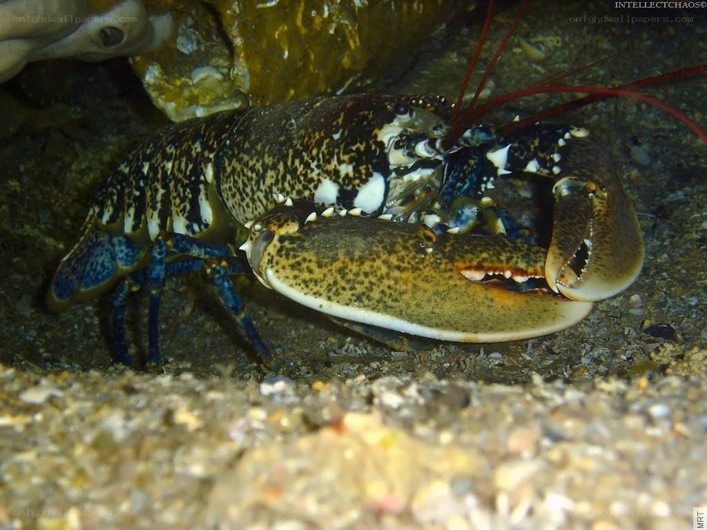 Lobster on the ocean floor