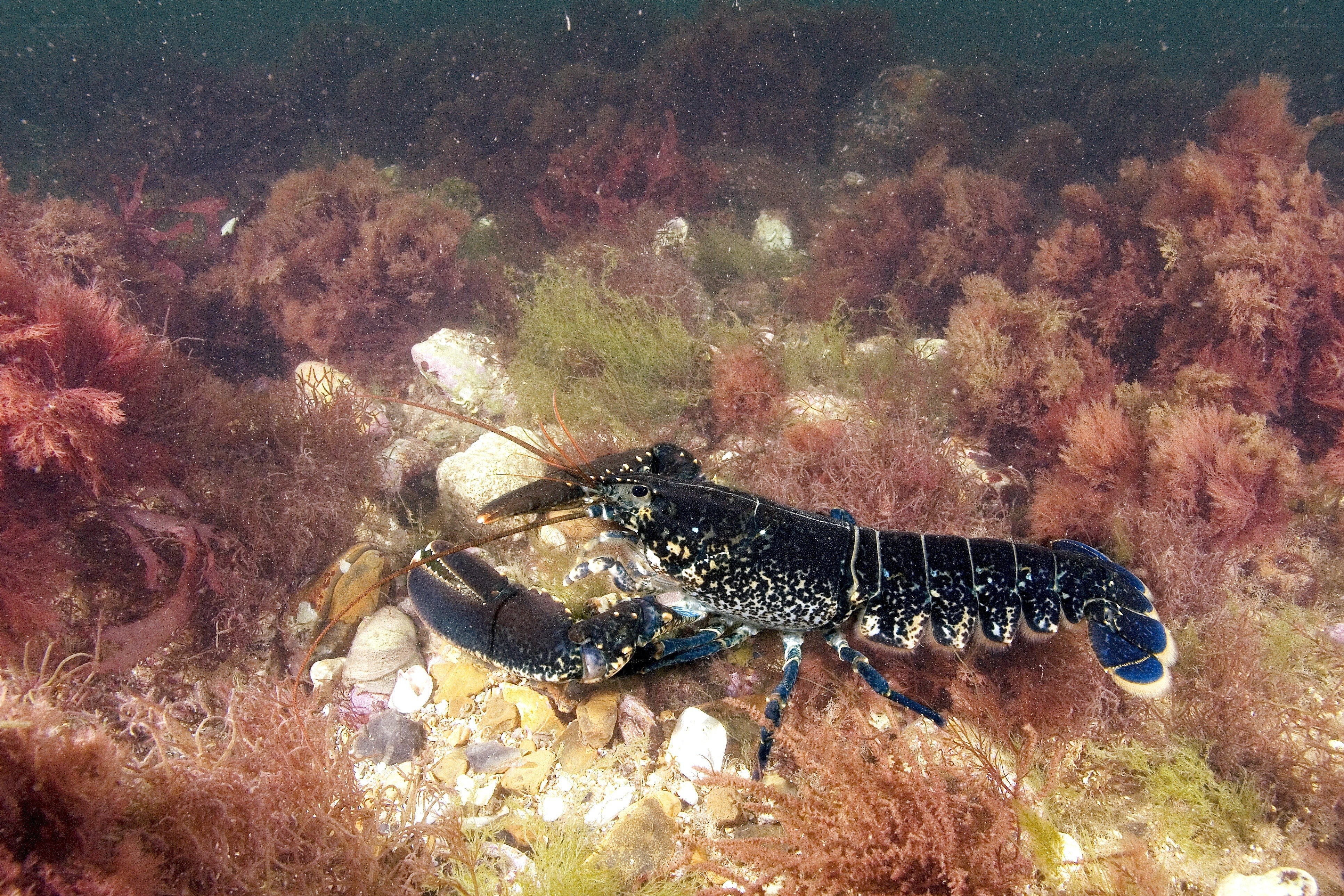 Lobster on the ocean floor
