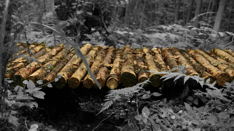 Log bridge in forest