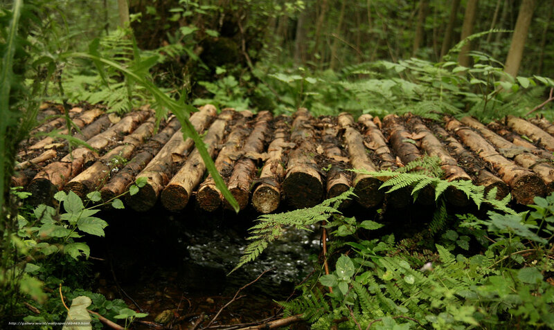 Log bridge in forest