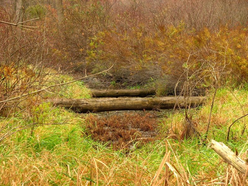 Log Bridge over Stream