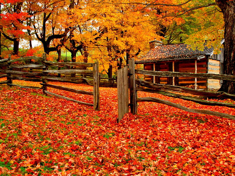 Log Cabin in Autumn — Red, Serene, Photograph