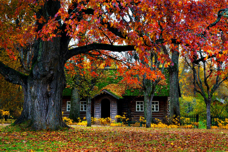 Log Cabin in Autumn — Red, Serene, Photograph, Tree
