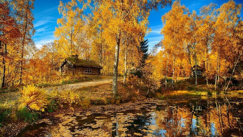 Log Cabin in Autumn — Yellow, Serene, Photograph, Trees, Pond, Forest