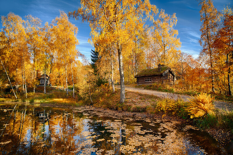 Log Cabin in Autumn — Yellow, Serene, Photograph, Trees, Pond