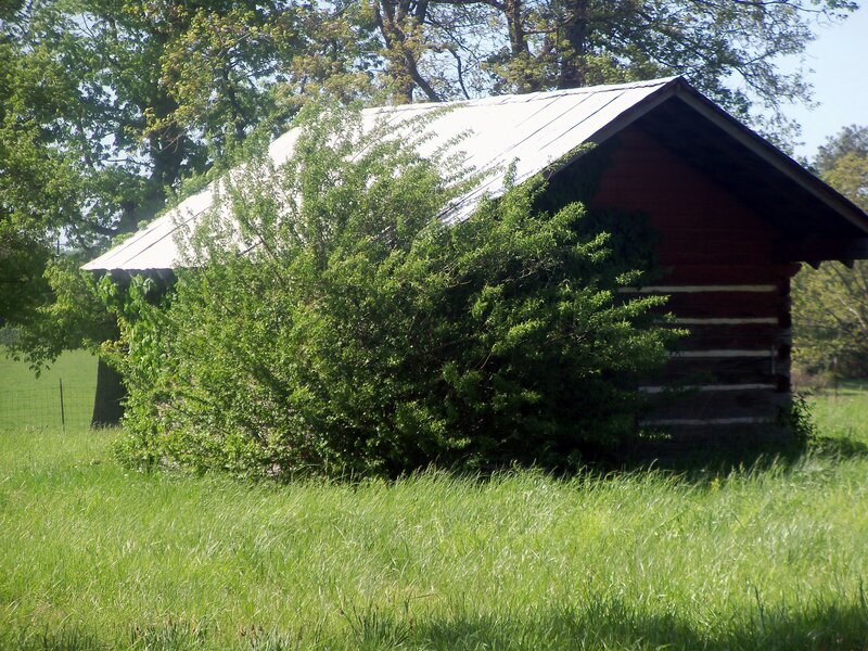 Log Cabin in Field — Green, Serene, Afternoon