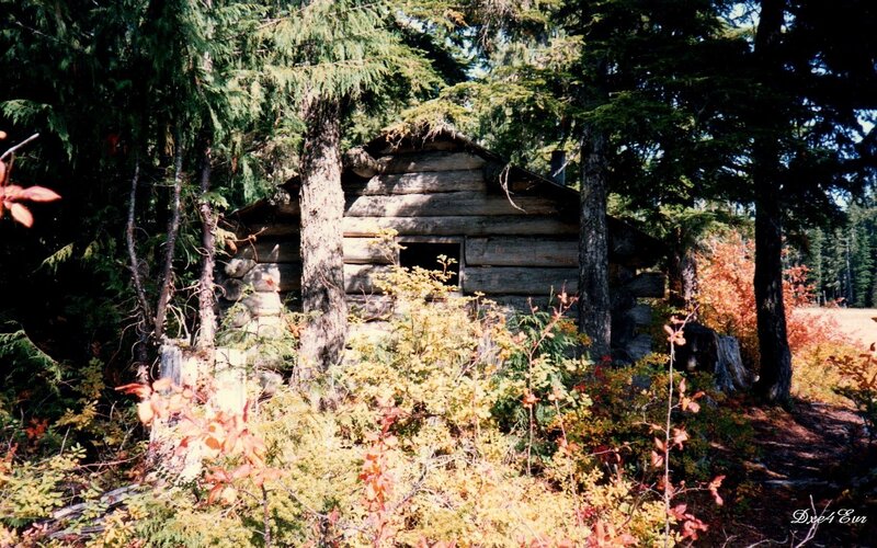 Log cabin in forest