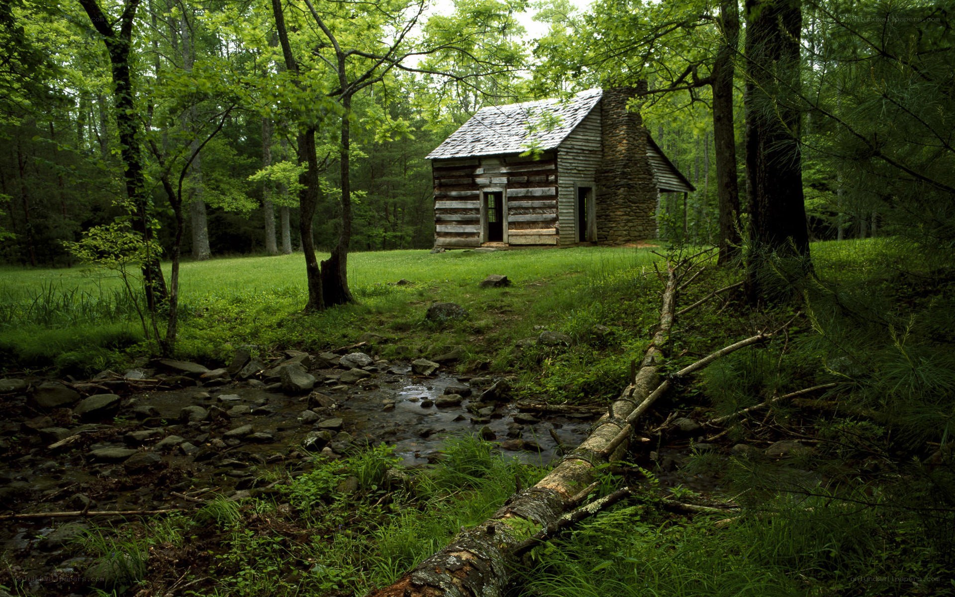 Log cabin in forest clearing