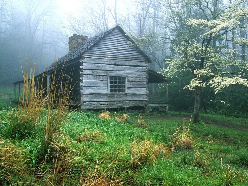 Log Cabin in Forest — Green, Misty, Spring, Photograph