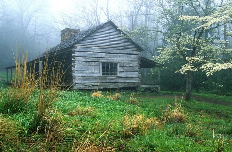 Log Cabin in Forest — Green, Misty