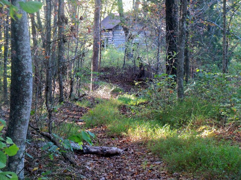 Log Cabin in Forest — Green, Serene, Autumn, Photograph, Trees, Fallen Leaves