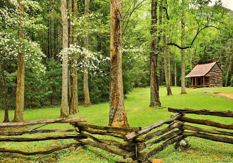 Log Cabin in Forest — Green, Serene, Spring, Photograph, Wooden Fence