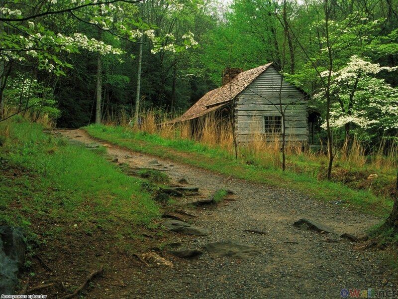 Log Cabin in Forest — Green, Serene, Spring