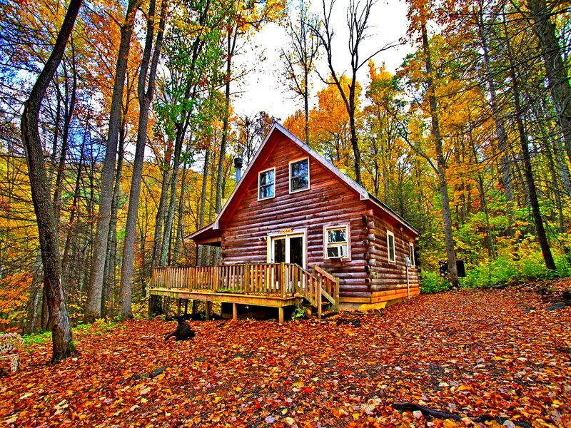 Log Cabin in Forest — Orange
