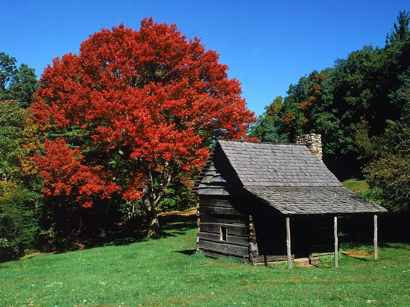 Log cabin with red tree