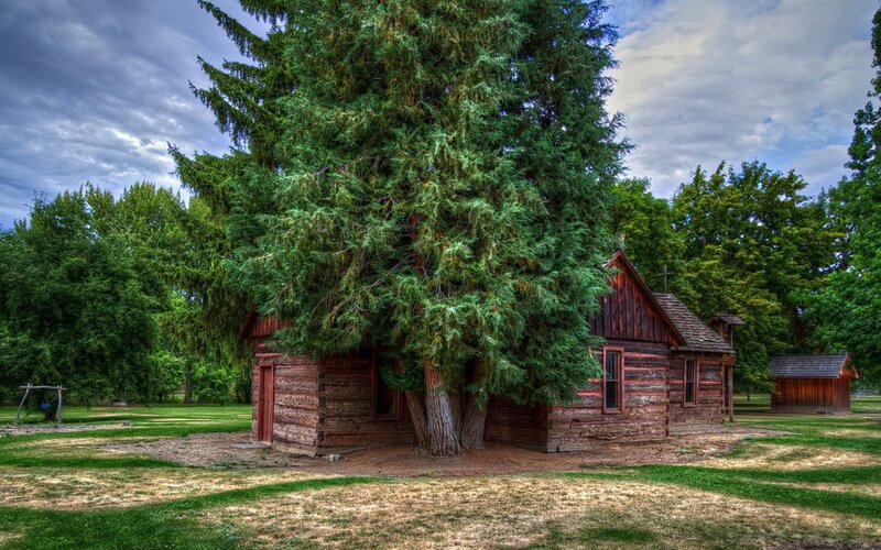 Log cabin with tree growing through it