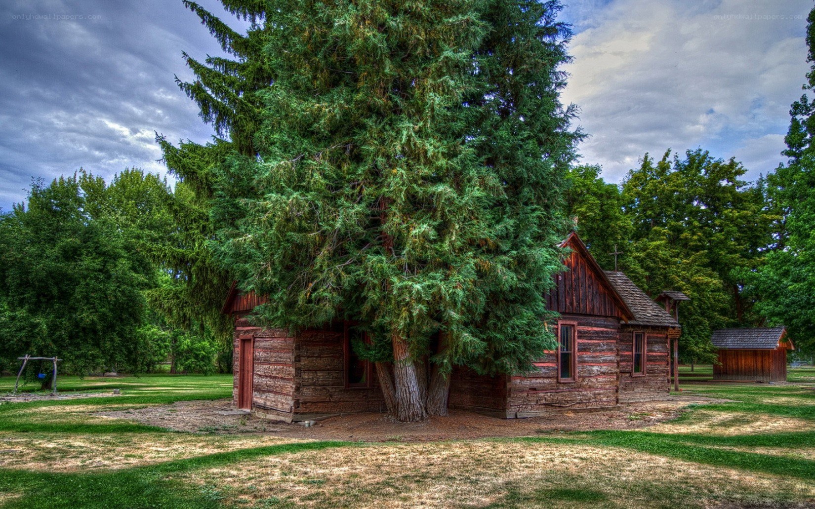Log cabin with tree growing through it