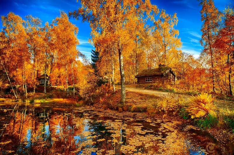 Log Cabins in Autumn