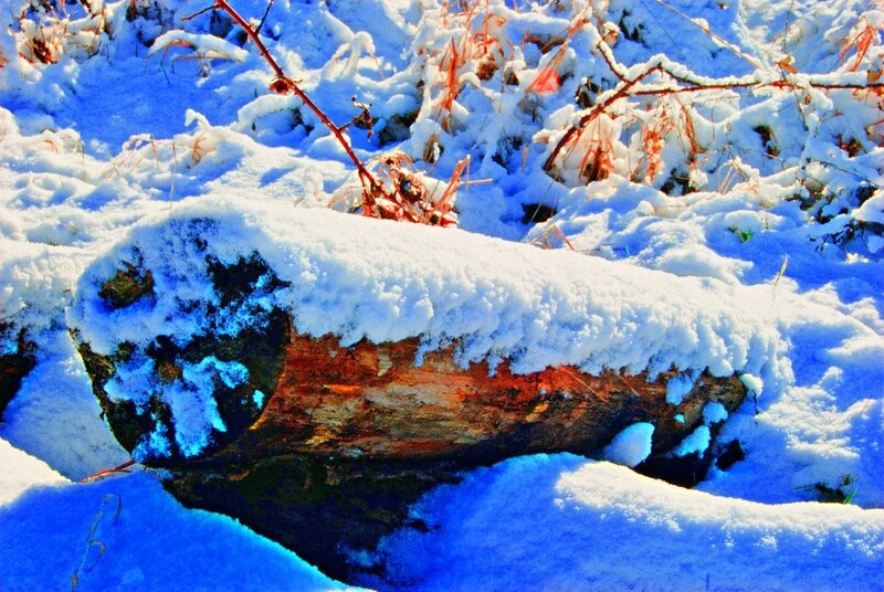 Log Covered in Snow
