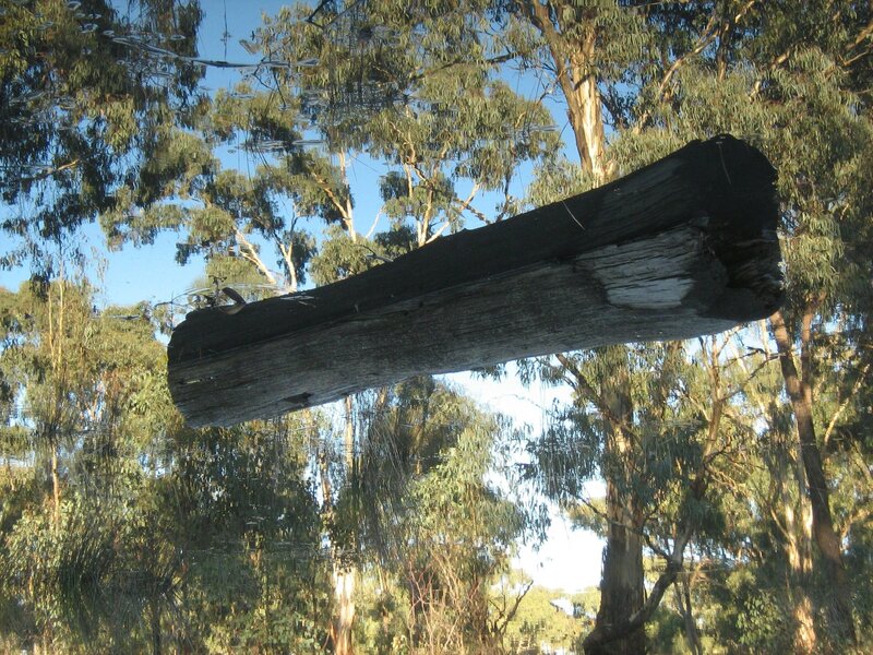 Log in water with tree reflection