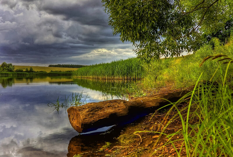 Log on Lake Shore