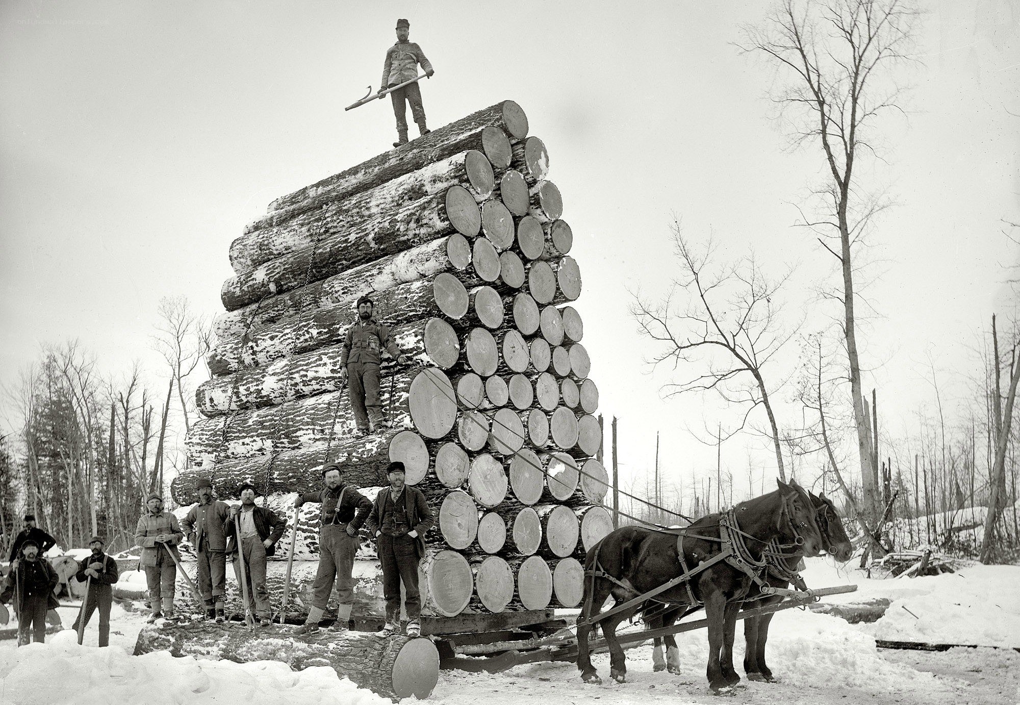 Loggers with a timber stack