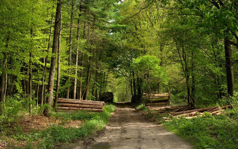 Logging in Forest — Green, Serene, Afternoon