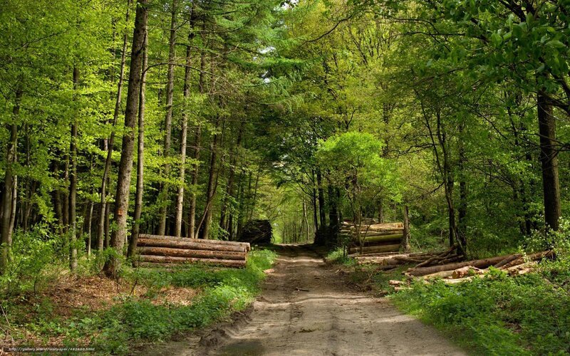 Logging in Forest