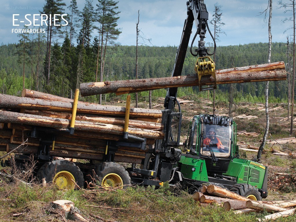 Logging operation in forest