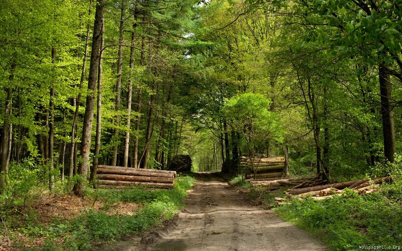 Logging Path in Forest